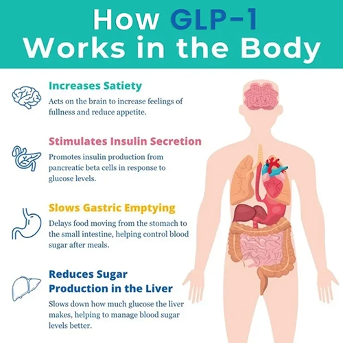 How GLP 1 Works graphic.